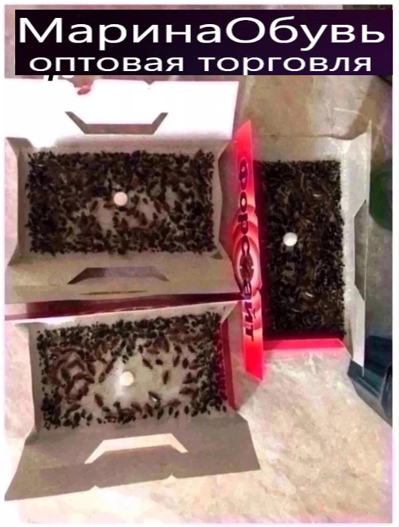 картинка Ловушка для тараканов от магазина Одежда+